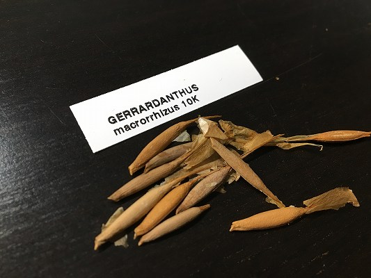 ゲラルダンサス・マクロリザスの種子