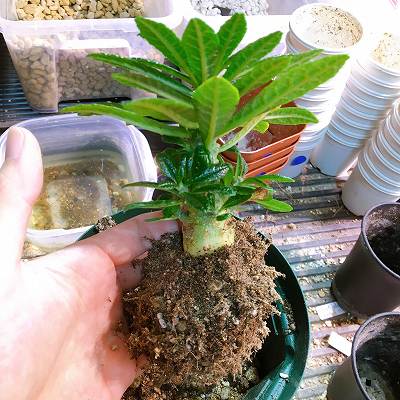 Dorstenia gigas／ドルステニア・ギガスの栽培記録｜目指せギガスの 
