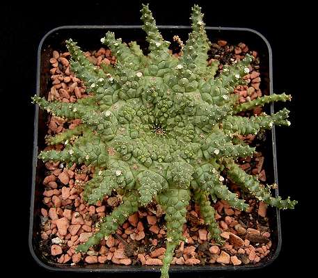 Euphorbia_brevirama