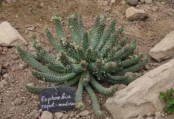 Euphorbia_caput-medusae