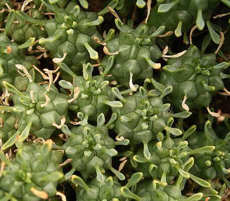 Euphorbia_clavarioides_