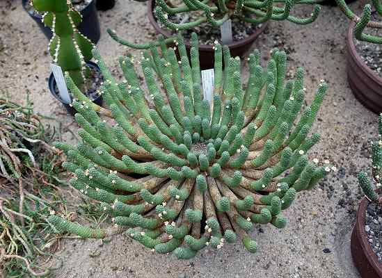 Euphorbia_inermis