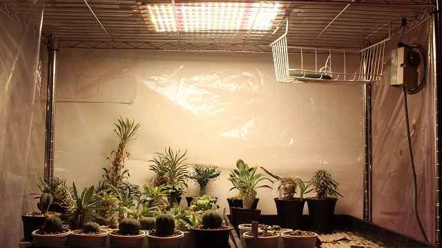 植物育成用LED