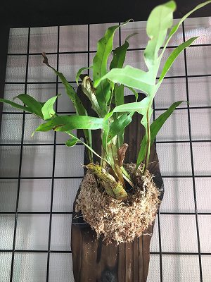 Drynaria quercifolia／ドリナリア・クエルシフォリアの育て方【栽培 