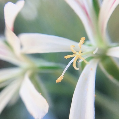 ペラルゴニウムアッペンディクラツムの花