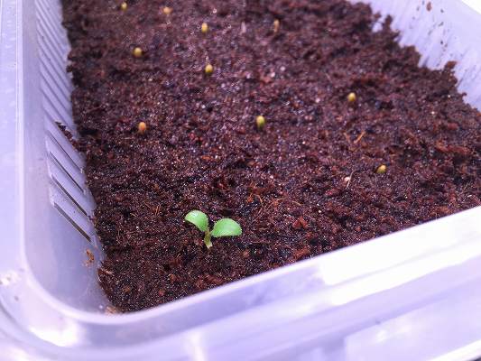 Pelargonium triste / ペラルゴニウム・トリステの育て方【実生栽培 