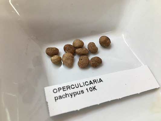Operculicarya pachypus / オペルクリカリア・パキプスの育て方【実生 