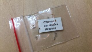 オトンナカカリオイデスの種子