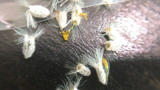 オトンナレピドカウリスの種子