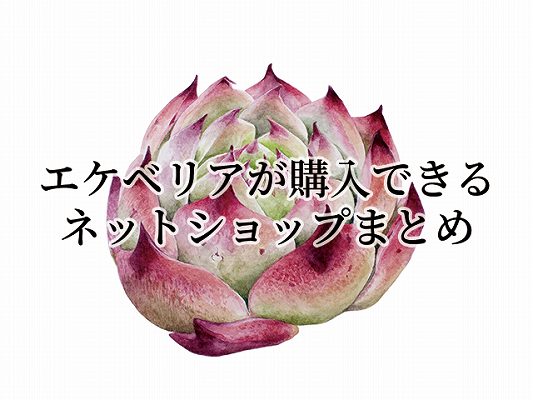 多肉植物を販売しているおすすめのネットショップ エケベリアの国産 韓国苗 金成コーデックス