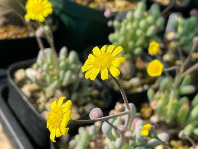 Othonna clavifoliaの花序