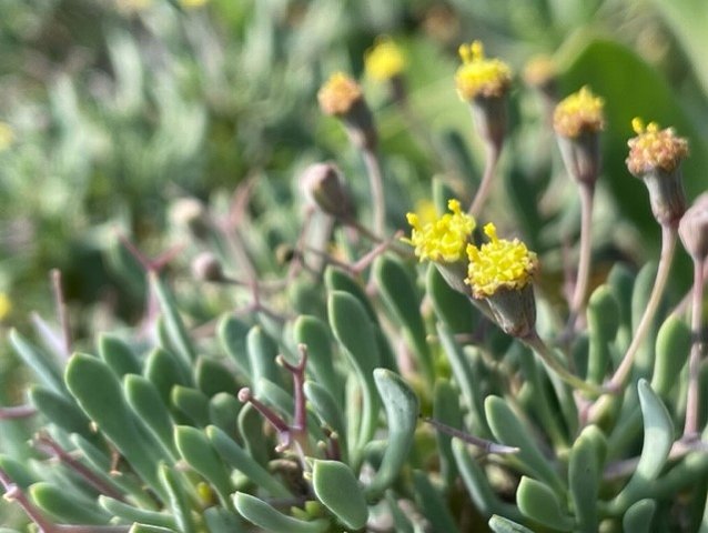 Othonna euphorbioidesの花序