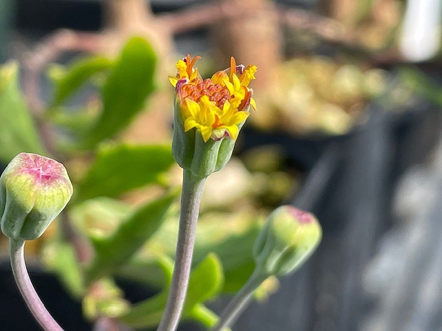 Othonna lobataの花序