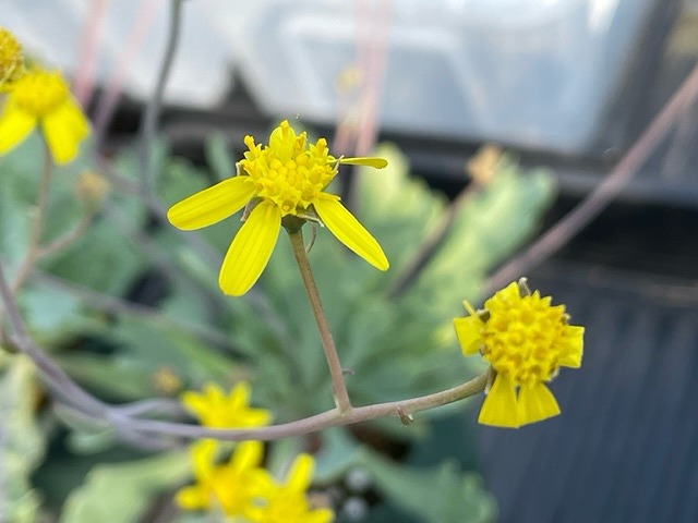 Othonna sp. steinkopfの花序